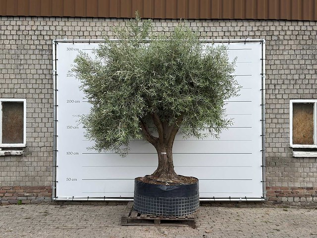 Olijfboom vertakt xl - olea europaea - ca. 80 jaar oud - hoogte ca. 280 cm - afbeelding 1 van  5