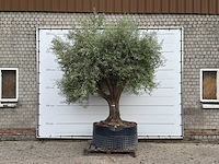 Olijfboom vertakt xl - olea europaea - ca. 80 jaar oud - hoogte ca. 280 cm - afbeelding 1 van  5