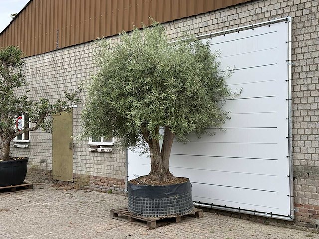Olijfboom vertakt xl - olea europaea - ca. 80 jaar oud - hoogte ca. 280 cm - afbeelding 2 van  5