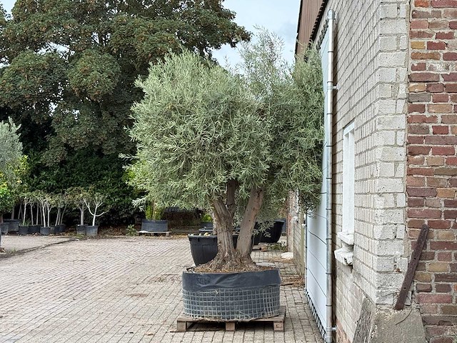 Olijfboom vertakt xl - olea europaea - ca. 80 jaar oud - hoogte ca. 280 cm - afbeelding 3 van  5