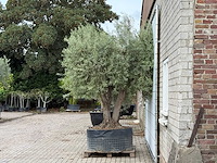 Olijfboom vertakt xl - olea europaea - ca. 80 jaar oud - hoogte ca. 280 cm - afbeelding 3 van  5