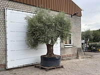 Olijfboom vertakt xl - olea europaea - ca. 80 jaar oud - hoogte ca. 280 cm - afbeelding 4 van  5