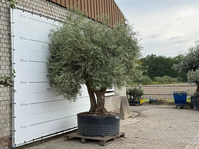 Olijfboom vertakt xl - olea europaea - ca. 80 jaar oud - hoogte ca. 280 cm - afbeelding 5 van  5