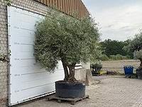 Olijfboom vertakt xl - olea europaea - ca. 80 jaar oud - hoogte ca. 280 cm - afbeelding 5 van  5