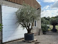 Olijfboom vertakt xl - olea europaea - ca. 80 jaar oud - hoogte ca. 280 cm - afbeelding 4 van  5