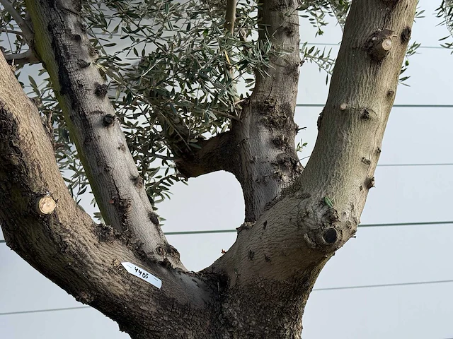 Olijfboom vertakt xl - olea europaea - ca. 80 jaar oud - hoogte ca. 280 cm - afbeelding 5 van  5