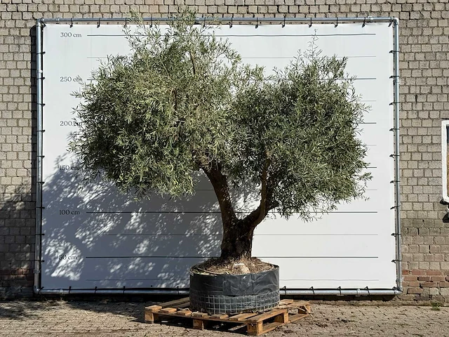 Olijfboom vertakt xl - olea europaea - ca. 80 jaar oud - hoogte ca. 280 cm - afbeelding 1 van  4