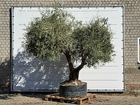 Olijfboom vertakt xl - olea europaea - ca. 80 jaar oud - hoogte ca. 280 cm