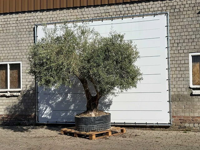 Olijfboom vertakt xl - olea europaea - ca. 80 jaar oud - hoogte ca. 280 cm - afbeelding 2 van  4