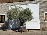 Olijfboom vertakt xl - olea europaea - ca. 80 jaar oud - hoogte ca. 280 cm - afbeelding 2 van  4