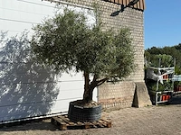 Olijfboom vertakt xl - olea europaea - ca. 80 jaar oud - hoogte ca. 280 cm - afbeelding 3 van  4