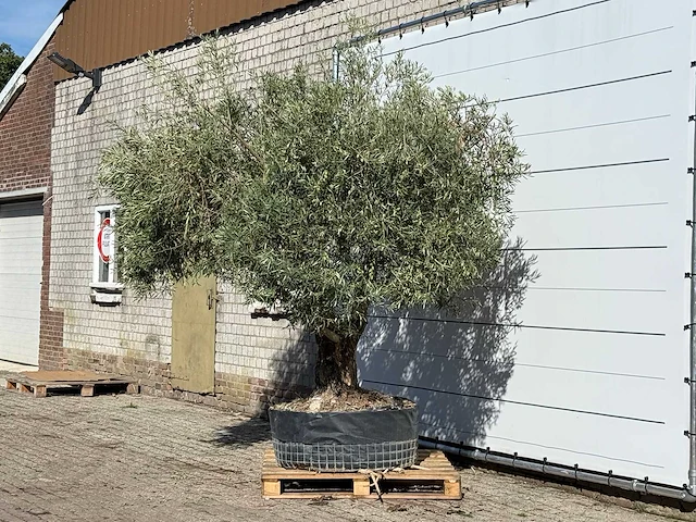 Olijfboom vertakt xl - olea europaea - ca. 80 jaar oud - hoogte ca. 280 cm - afbeelding 4 van  4