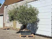 Olijfboom vertakt xl - olea europaea - ca. 80 jaar oud - hoogte ca. 280 cm - afbeelding 4 van  4