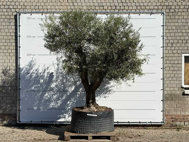 Olijfboom vertakt xl - olea europaea - ca. 80 jaar oud - hoogte ca. 280 cm - afbeelding 1 van  3