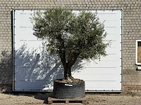 Olijfboom vertakt xl - olea europaea - ca. 80 jaar oud - hoogte ca. 280 cm