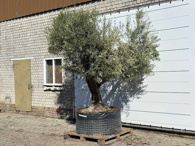 Olijfboom vertakt xl - olea europaea - ca. 80 jaar oud - hoogte ca. 280 cm - afbeelding 2 van  3