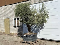 Olijfboom vertakt xl - olea europaea - ca. 80 jaar oud - hoogte ca. 280 cm - afbeelding 2 van  3