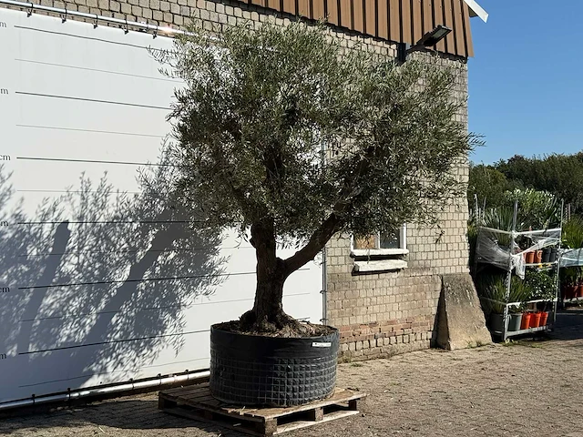 Olijfboom vertakt xl - olea europaea - ca. 80 jaar oud - hoogte ca. 280 cm - afbeelding 3 van  3