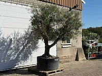Olijfboom vertakt xl - olea europaea - ca. 80 jaar oud - hoogte ca. 280 cm - afbeelding 3 van  3