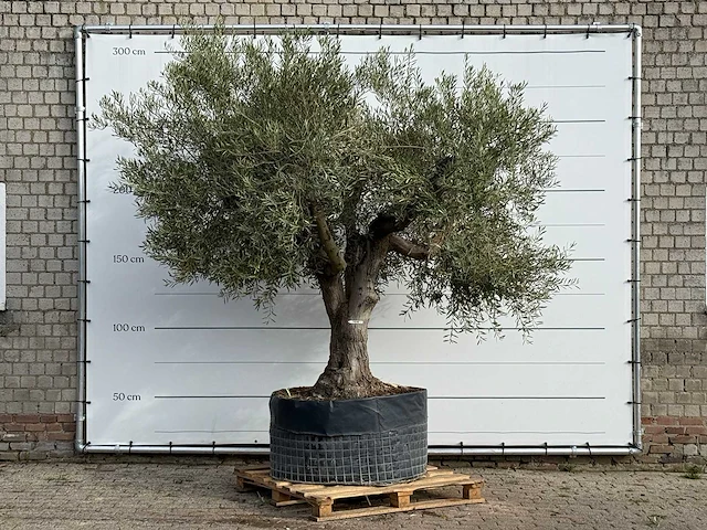 Olijfboom vertakt xl - olea europaea - ca. 80 jaar oud - hoogte ca. 280 cm - afbeelding 1 van  4