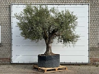 Olijfboom vertakt xl - olea europaea - ca. 80 jaar oud - hoogte ca. 280 cm