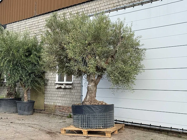 Olijfboom vertakt xl - olea europaea - ca. 80 jaar oud - hoogte ca. 280 cm - afbeelding 2 van  4