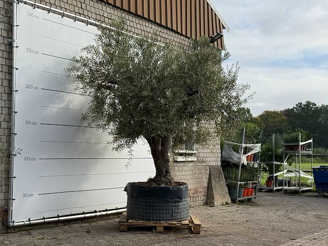 Olijfboom vertakt xl - olea europaea - ca. 80 jaar oud - hoogte ca. 280 cm - afbeelding 3 van  4