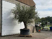 Olijfboom vertakt xl - olea europaea - ca. 80 jaar oud - hoogte ca. 280 cm - afbeelding 3 van  4