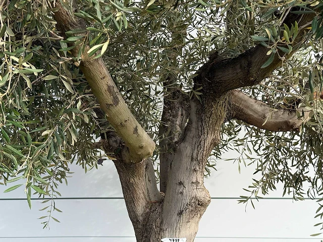 Olijfboom vertakt xl - olea europaea - ca. 80 jaar oud - hoogte ca. 280 cm - afbeelding 4 van  4