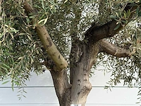 Olijfboom vertakt xl - olea europaea - ca. 80 jaar oud - hoogte ca. 280 cm - afbeelding 4 van  4
