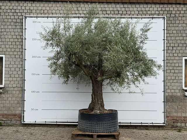 Olijfboom vertakt xl - olea europaea - ca. 80 jaar oud - hoogte ca. 280 cm - afbeelding 1 van  4