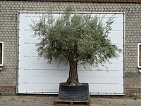 Olijfboom vertakt xl - olea europaea - ca. 80 jaar oud - hoogte ca. 280 cm