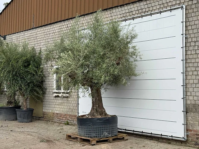 Olijfboom vertakt xl - olea europaea - ca. 80 jaar oud - hoogte ca. 280 cm - afbeelding 2 van  4