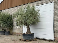 Olijfboom vertakt xl - olea europaea - ca. 80 jaar oud - hoogte ca. 280 cm - afbeelding 2 van  4