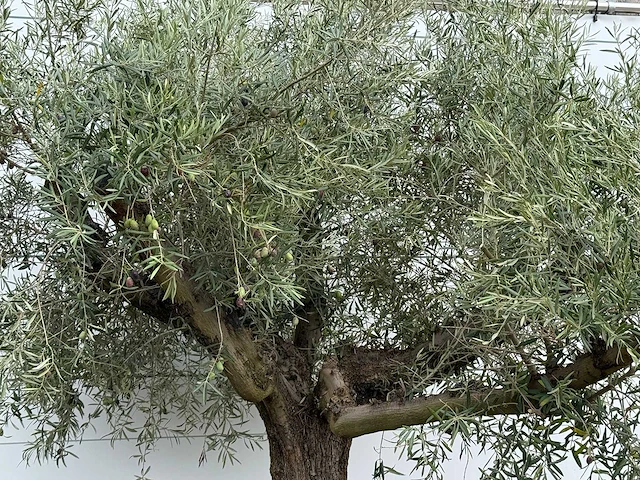 Olijfboom vertakt xl - olea europaea - ca. 80 jaar oud - hoogte ca. 280 cm - afbeelding 3 van  4