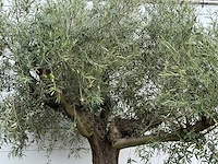 Olijfboom vertakt xl - olea europaea - ca. 80 jaar oud - hoogte ca. 280 cm - afbeelding 3 van  4