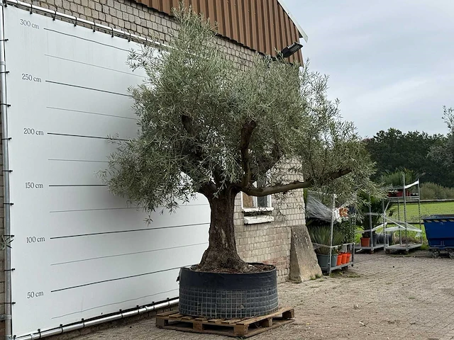 Olijfboom vertakt xl - olea europaea - ca. 80 jaar oud - hoogte ca. 280 cm - afbeelding 4 van  4