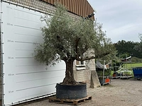Olijfboom vertakt xl - olea europaea - ca. 80 jaar oud - hoogte ca. 280 cm - afbeelding 4 van  4