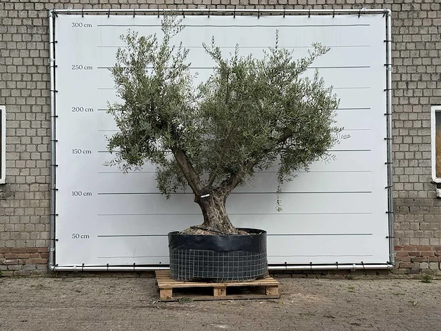 Olijfboom vertakt xl - olea europaea - ca. 80 jaar oud - hoogte ca. 280 cm - afbeelding 1 van  3