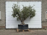 Olijfboom vertakt xl - olea europaea - ca. 80 jaar oud - hoogte ca. 280 cm