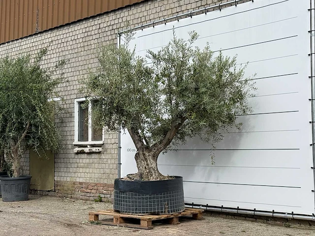 Olijfboom vertakt xl - olea europaea - ca. 80 jaar oud - hoogte ca. 280 cm - afbeelding 2 van  3