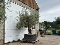 Olijfboom vertakt xl - olea europaea - ca. 80 jaar oud - hoogte ca. 280 cm - afbeelding 3 van  3