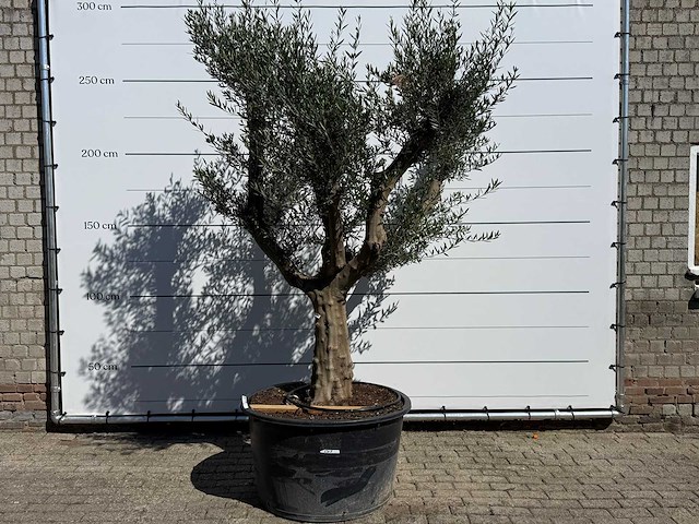 Olijfboom vertakt xxl - olea europaea - ca. 120 jaar oud - hoogte ca. 280 cm - afbeelding 8 van  9