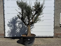 Olijfboom vertakt xxl - olea europaea - ca. 120 jaar oud - hoogte ca. 280 cm - afbeelding 8 van  9