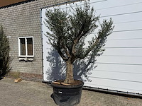 Olijfboom vertakt xxl - olea europaea - ca. 120 jaar oud - hoogte ca. 280 cm