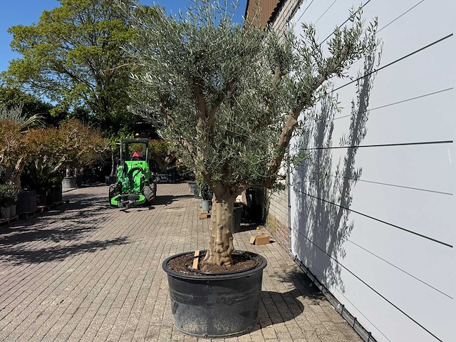 Olijfboom vertakt xxl - olea europaea - ca. 120 jaar oud - hoogte ca. 280 cm - afbeelding 9 van  9