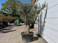 Olijfboom vertakt xxl - olea europaea - ca. 120 jaar oud - hoogte ca. 280 cm - afbeelding 9 van  9