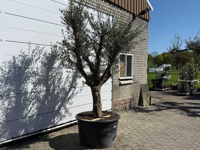 Olijfboom vertakt xxl - olea europaea - ca. 120 jaar oud - hoogte ca. 280 cm - afbeelding 2 van  9