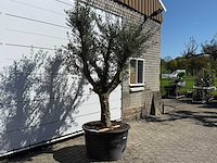 Olijfboom vertakt xxl - olea europaea - ca. 120 jaar oud - hoogte ca. 280 cm - afbeelding 2 van  9