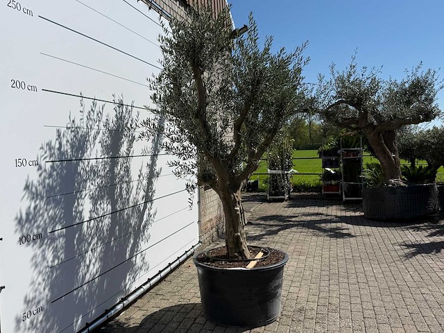 Olijfboom vertakt xxl - olea europaea - ca. 120 jaar oud - hoogte ca. 280 cm - afbeelding 3 van  9